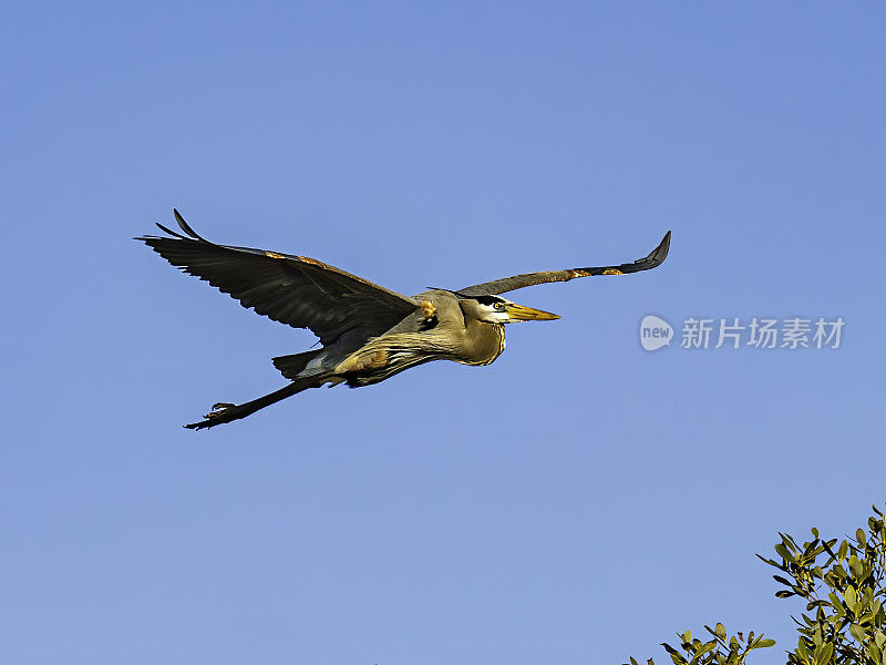 大蓝鹭飞行，Ardea herodias, Audubon Alafia银行鸟类保护区;鸟岛;希尔斯堡惨案湾;坦帕湾;佛罗里达